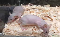 Rat rodents for sale: Naked Dumbo Rat's Males and Female's - Image 5