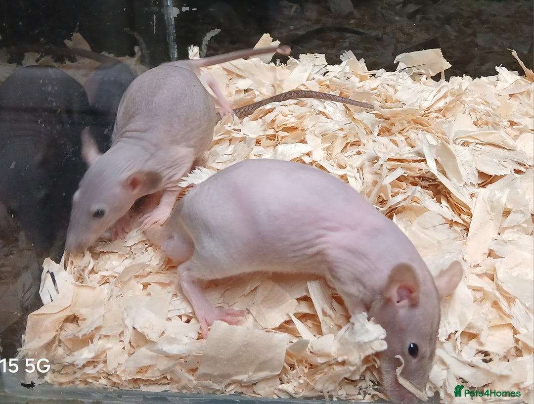 Rat rodents for sale: Naked Dumbo Rat's Males and Female's - Image 5
