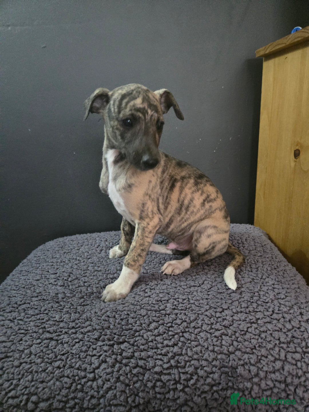 Whippet dogs for sale: ✅️ Ready to leave - KC whippets 🧡 - Image 32