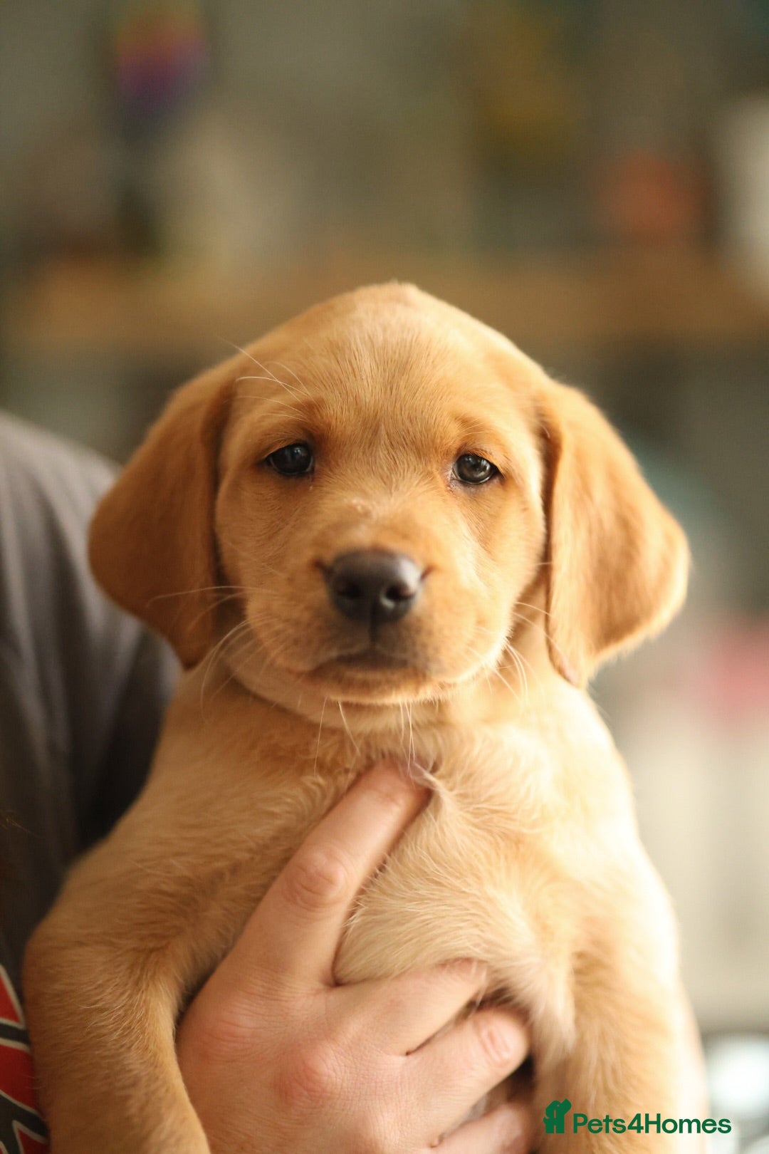 Labrador Retriever dogs One puppy left!! Healthtested Yellow/Fox red Bitch - Advert 1