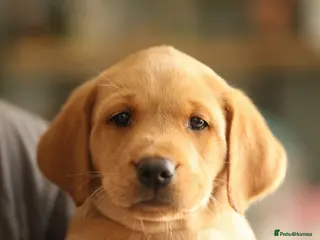 Labrador Retriever dogs One puppy left!! Healthtested Yellow/Fox red Bitch - Advert 1