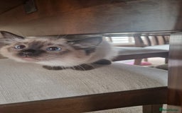 Ragdoll cats for sale: Last of litter -  female Ragdoll kitten (Reduced)  in Sheffield - Image 2