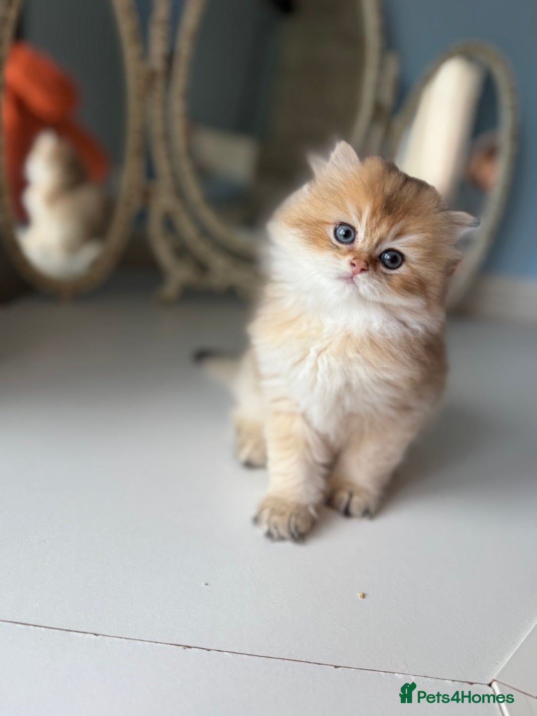 British Shorthair cats for sale: 🌟Adorable Pure BSH 5 kittens 🌟 - Image 26