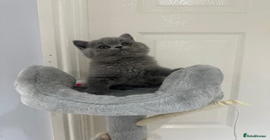 British Shorthair cats GCCF registered British blue boy - Advert 3