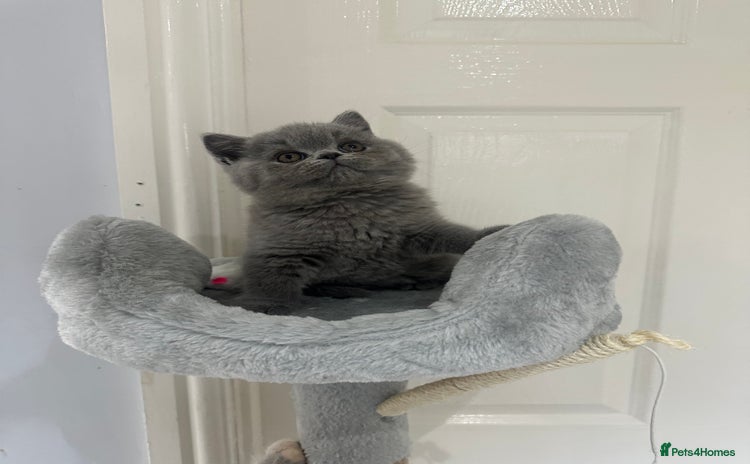 British Shorthair cats - Advert 3