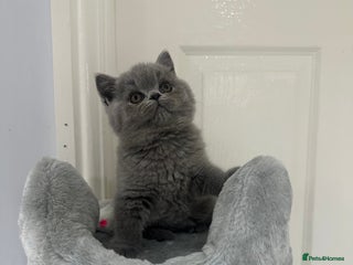 British Shorthair cats GCCF registered British longhair ready now - Advert 2