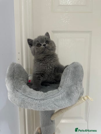 British Shorthair cats - Advert 3