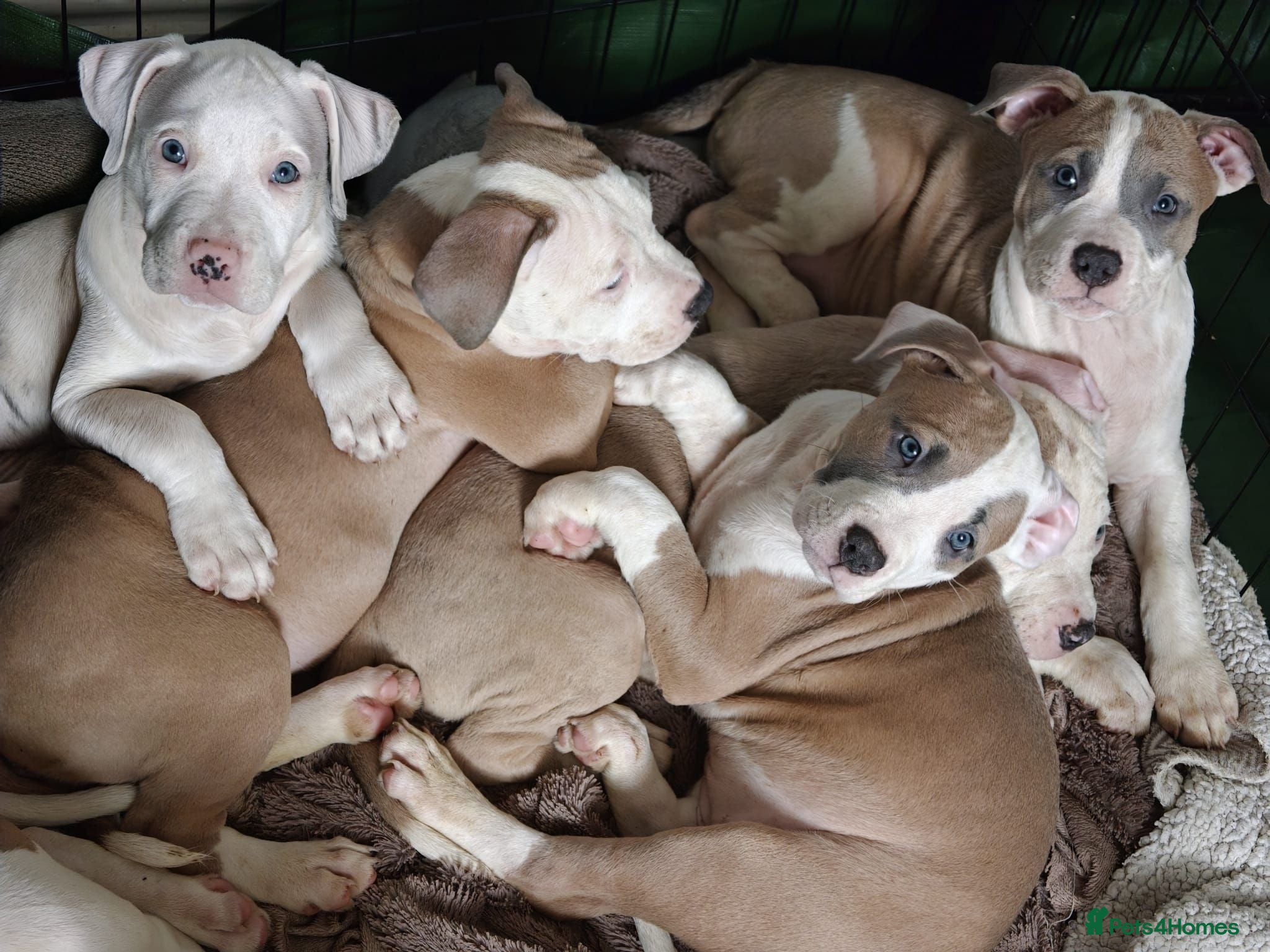 American Bulldog dogs Exceptional American Bulldog Puppies - Advert 2