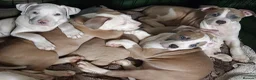 American Bulldog dogs for sale: Exceptional American Bulldog Puppies - Advert 18
