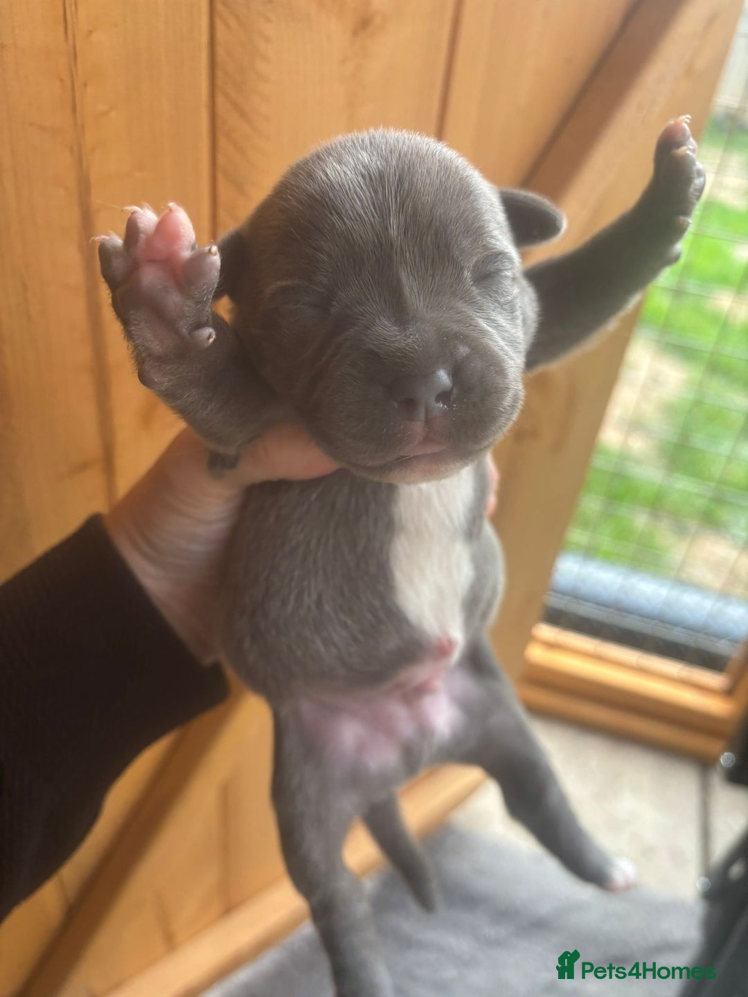Staffordshire Bull Terrier dogs for sale: 6 kc registered blue staffys for sale :) - Image 1