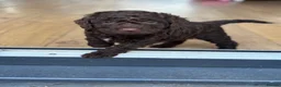 Cockapoo dogs for sale: 1x Chocolate  Female cockapoo  in Bolton - Advert 6