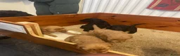 Mixed Breed dogs for sale: Cockapoo/ Sproodle Puppies (NOT READY YET)  - Advert 3