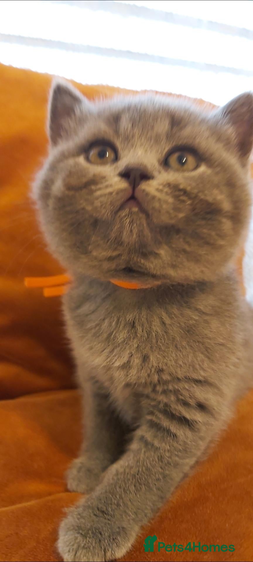 British Shorthair cats Beautiful British shorthair kittens 😸  - Advert 1