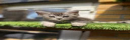 Maine Coon cats for sale: 9 Beautiful Maine Coon Kittens CHAMPION BLOOD LINE - Advert 6