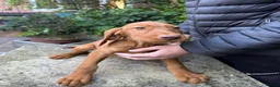 Hungarian Vizsla dogs for sale: Wire haired HungarianVizsla Puppies - Advert 3