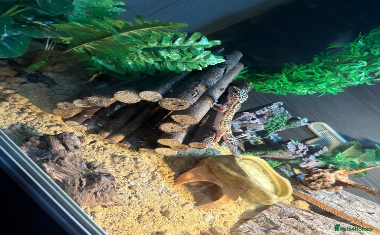 Leopard Gecko reptiles - Advert 1