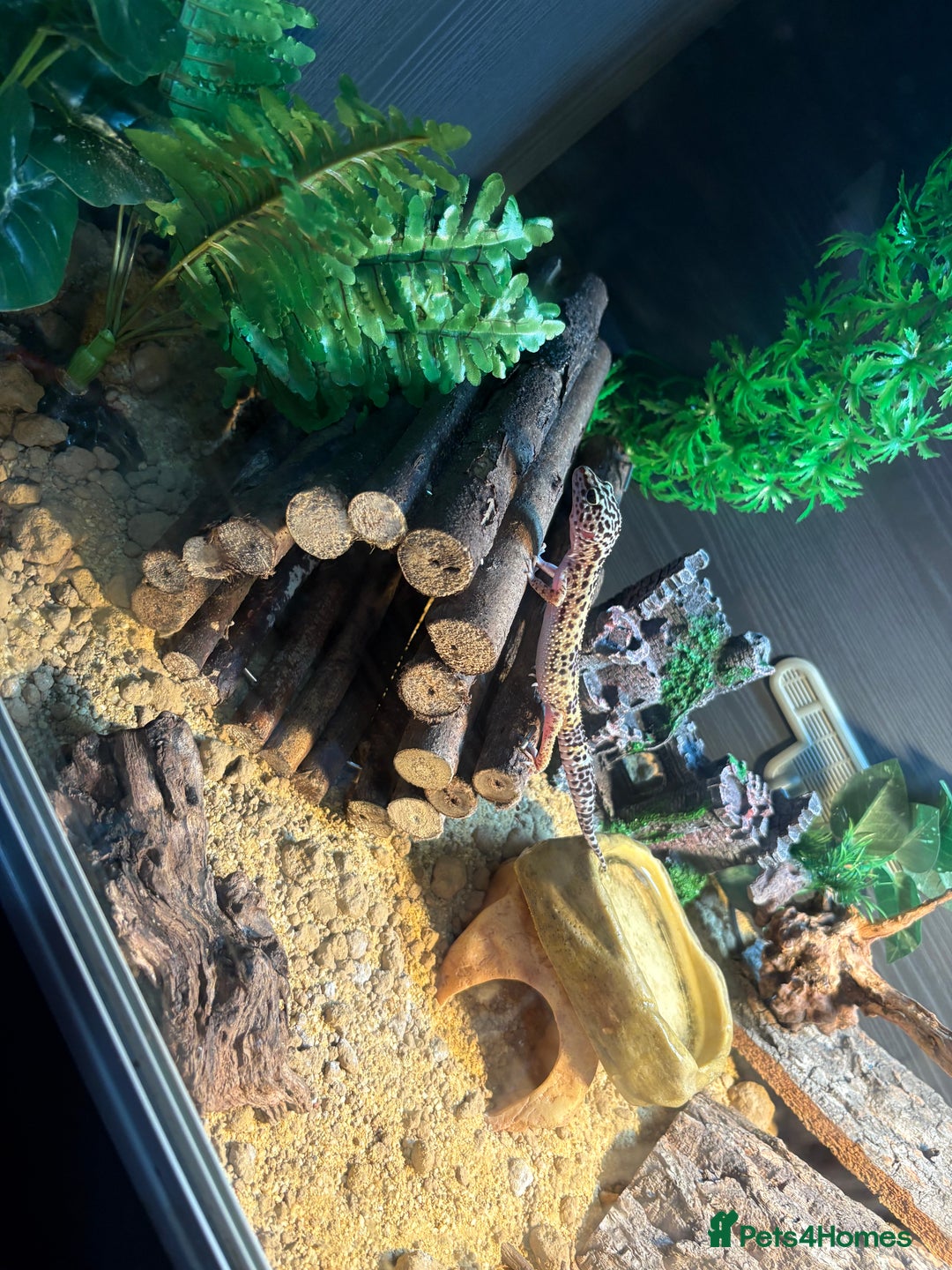 Leopard Gecko reptiles for sale: 6 month old leopard gecko and set up  - Image 1