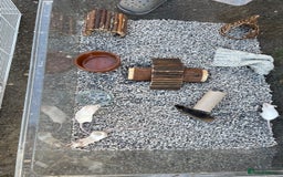 Mouse rodents for sale: Four female mice along with their cage etc. - Image 10