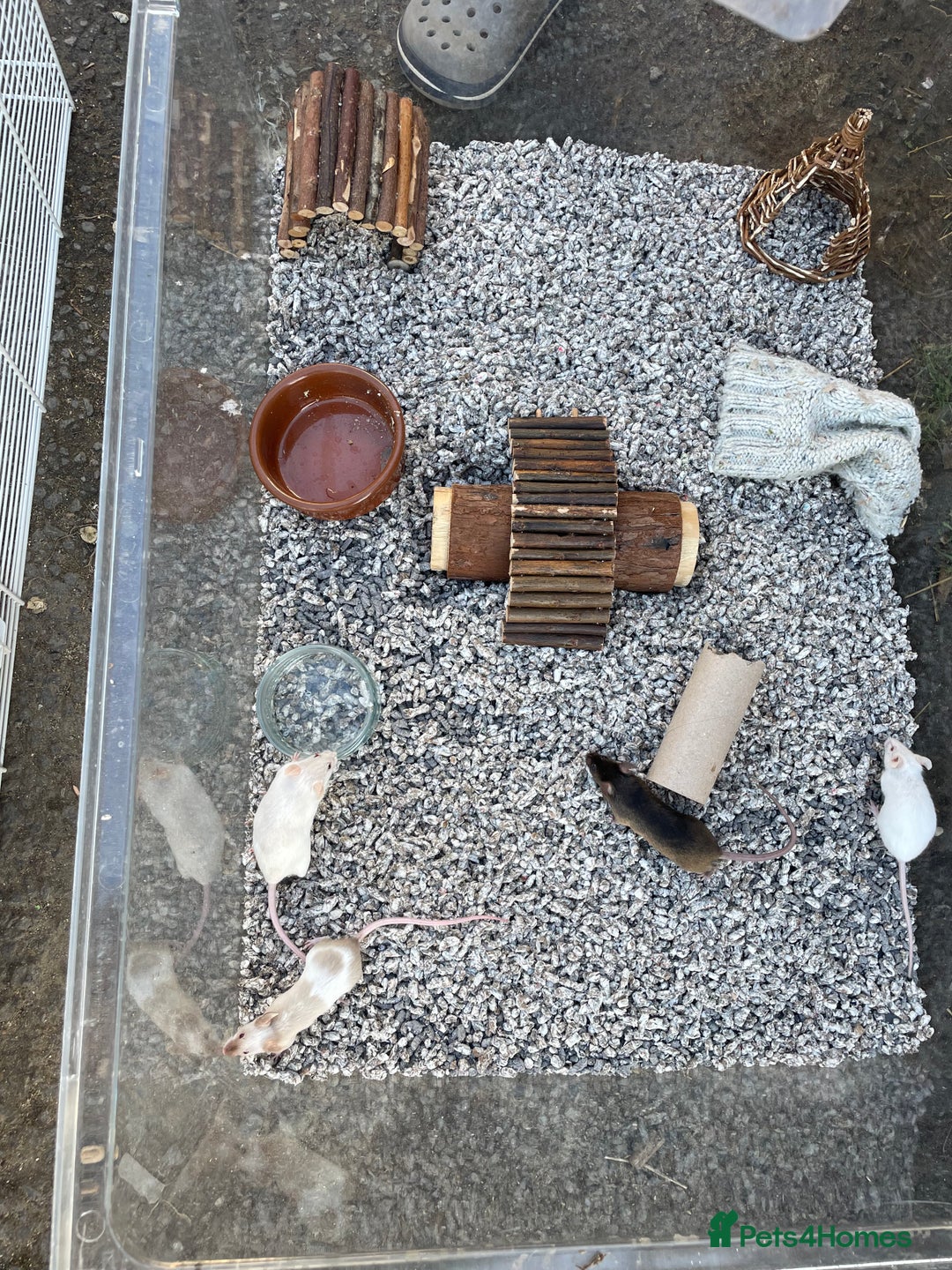 Mouse rodents for sale: Four female mice along with their cage etc. - Image 10