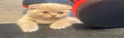 British Shorthair cats for sale: British short hair fold  - Advert 7
