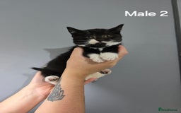 Mixed Breed cats for sale: British short hair cross breed kittens  - Image 4