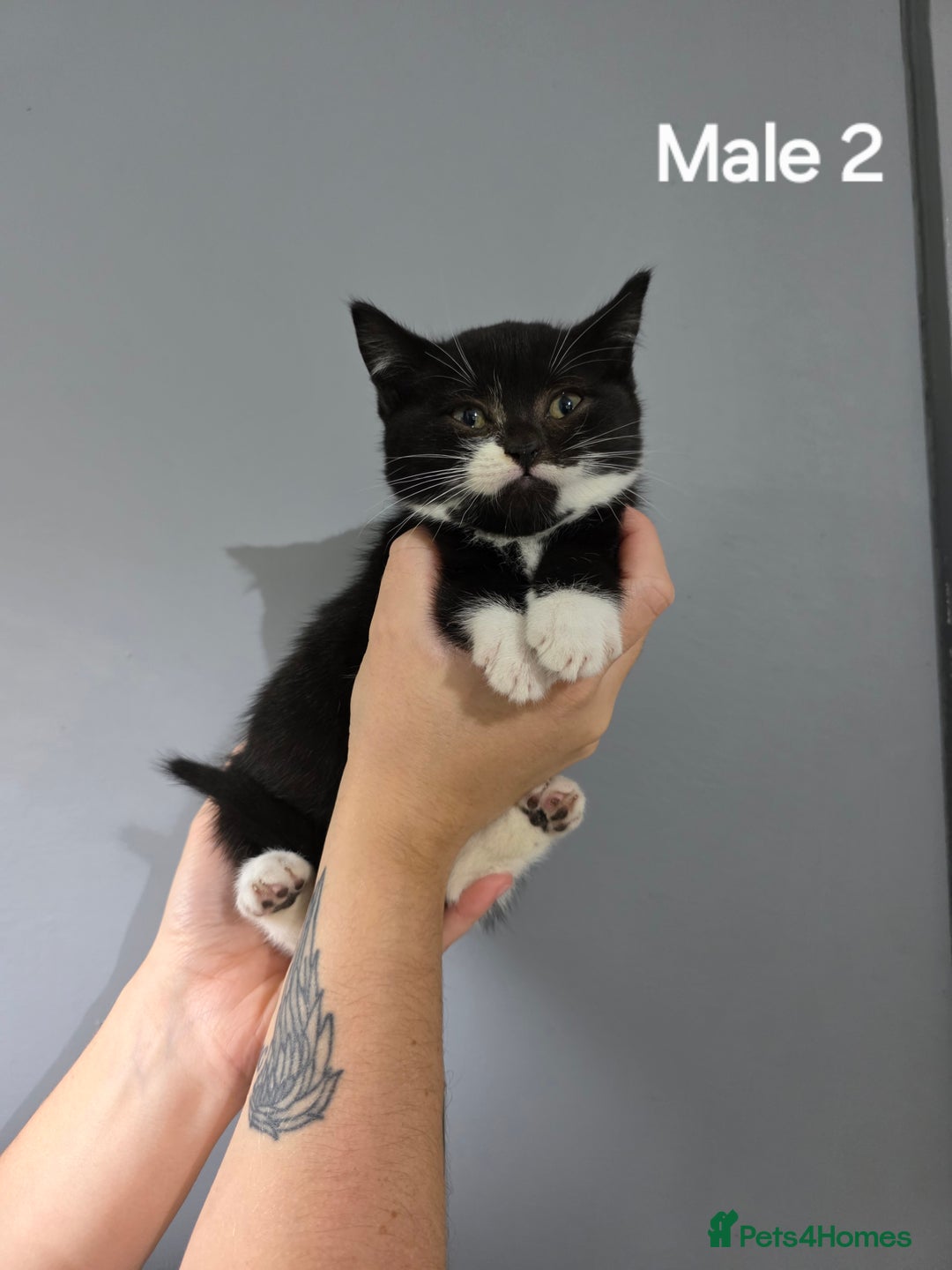 Mixed Breed cats for sale: British short hair cross breed kittens  - Image 4