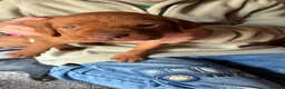 Hungarian Vizsla dogs for sale: 🐶Adorable KC Vizsla Puppies heart 💗🩵 in Machynlleth - Advert 12