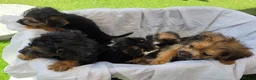 Mixed Breed dogs for sale: Borderpoo vet checked, 1st cross puppies - Advert 12