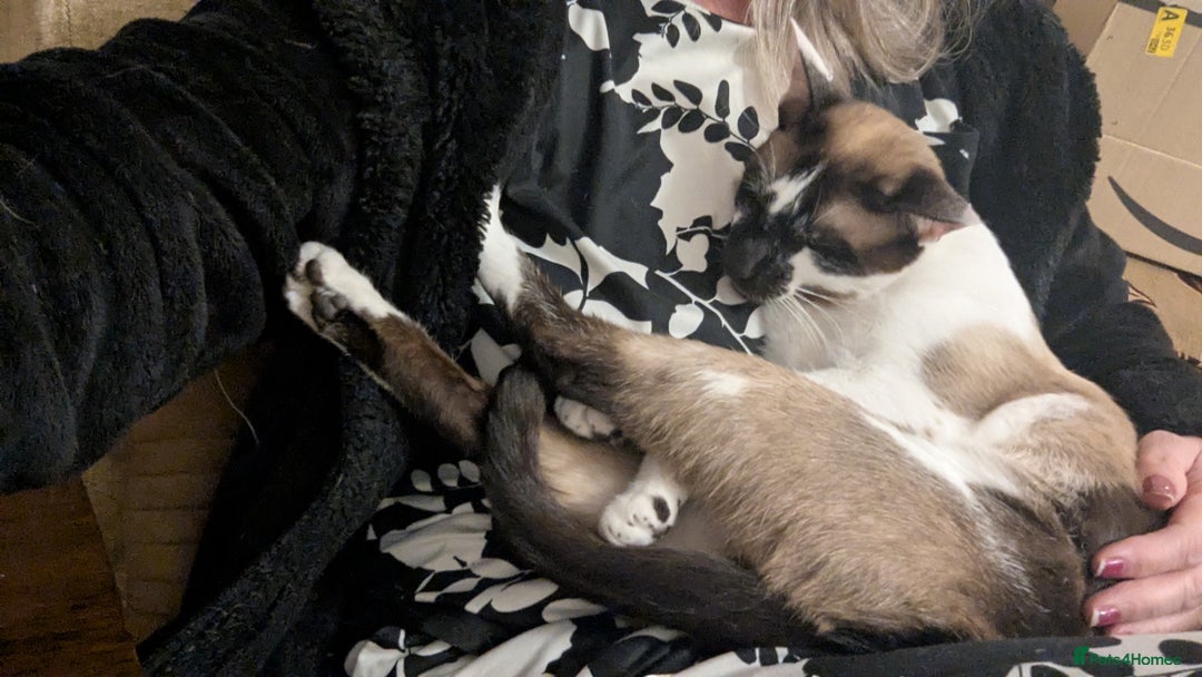 Oriental cats for sale: Blue Eyed Millie 3yr Old Oriental Shorthair Girl - Advert 6