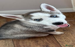 Siberian Husky dogs for sale: Siberian Husky Puppy  - Image 1