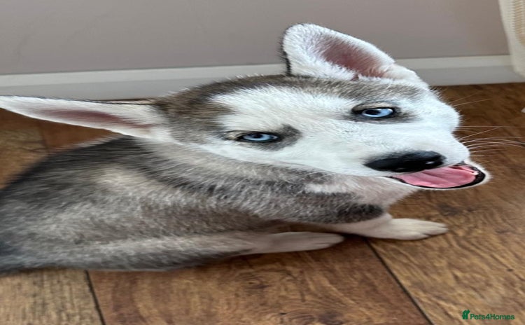 Siberian Husky dogs - Advert 6
