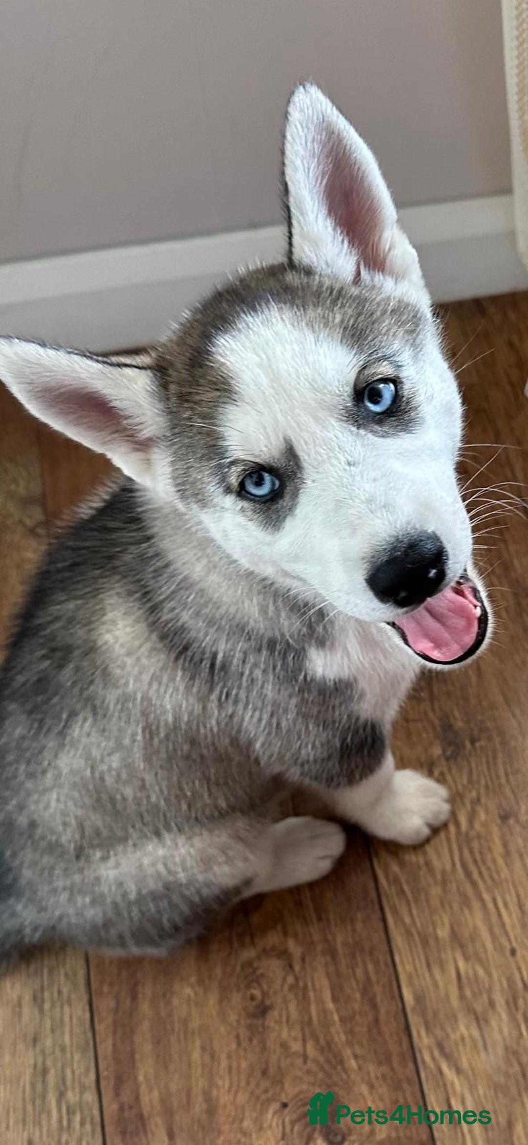 Siberian Husky dogs for sale: Siberian Husky Puppy  - Image 1
