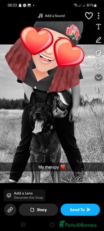 Belgian Shepherd Dog dogs - Advert 2