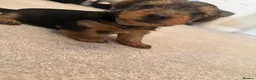 Yorkshire Terrier dogs for sale: Yorkshire Terrier  in Colchester - Advert 8