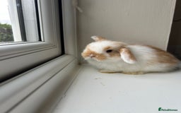 Mini Lop rabbits for sale: Pure bred mini lop bunnies - Image 5