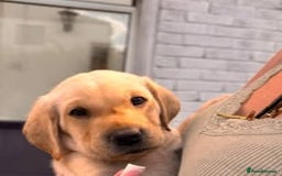 Labrador Retriever dogs for sale: Labrador Puppies for sale in London -KC registered - Image 12