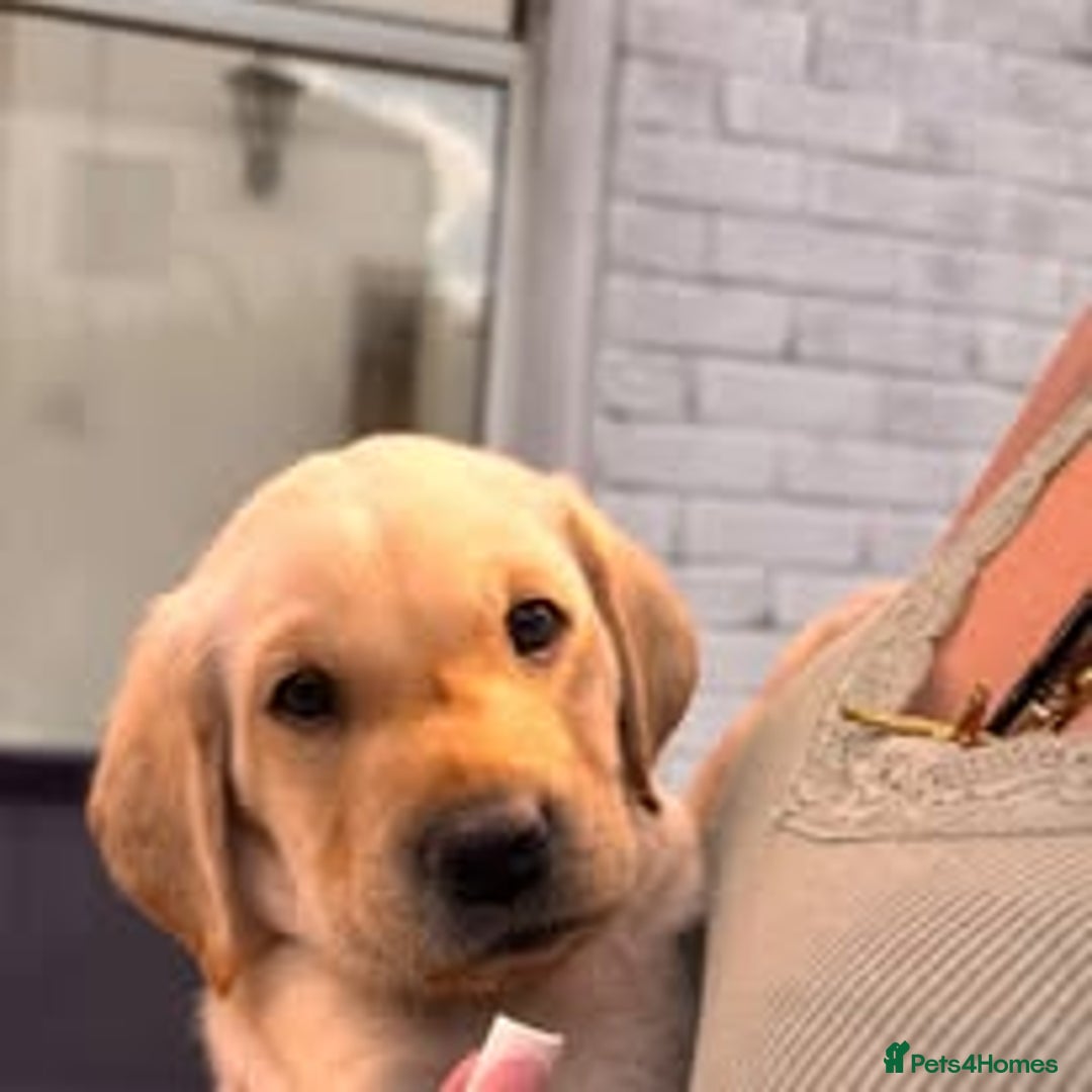 Labrador Retriever dogs for sale: Labrador Puppies for sale in London -KC registered - Image 12