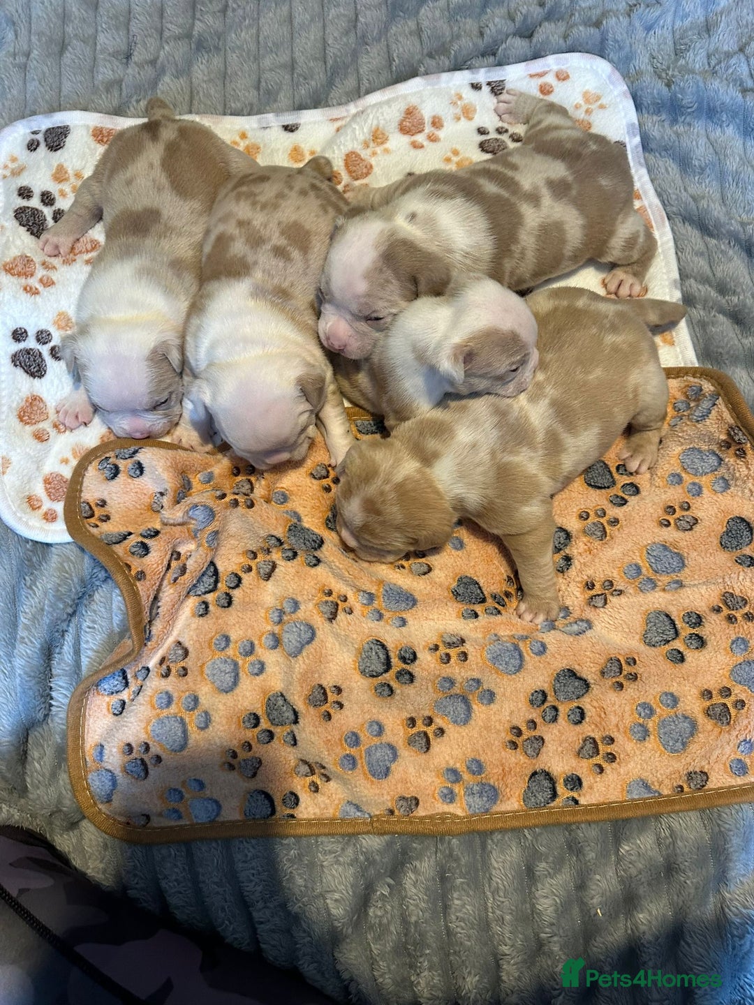 American Bully dogs for sale: Female Pocket Bully Puppy - Advert 3