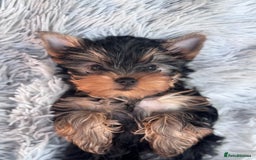 Yorkshire Terrier dogs for sale: Last girl ready🥰 Pedigree Yorkshire Terrier Puppy - Image 28