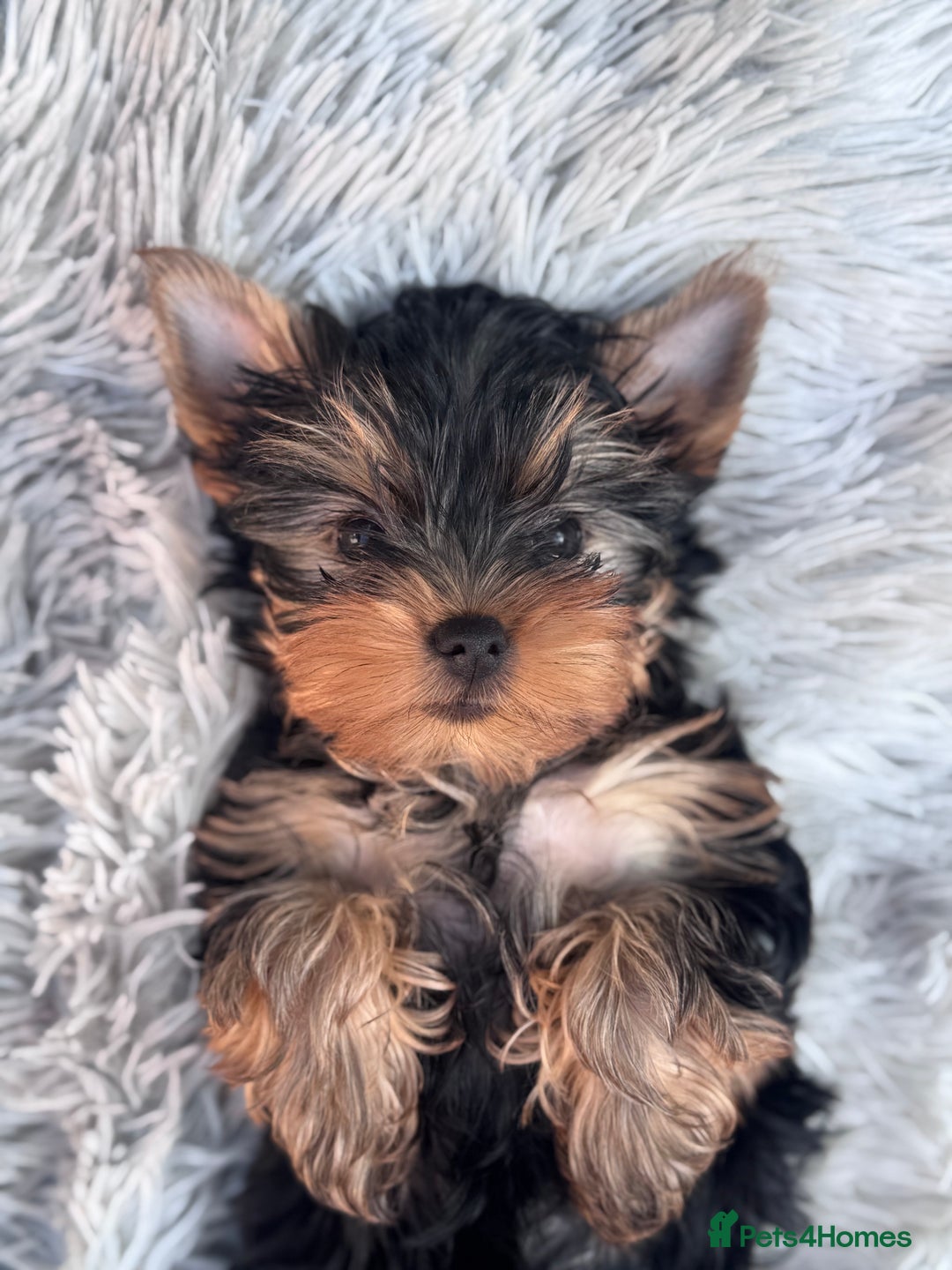 Yorkshire Terrier dogs for sale: Last girl ready🥰 Pedigree Yorkshire Terrier Puppy - Image 28