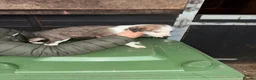 Mixed Breed dogs for sale: Collie whippet Bedlington greyhound puppies in Blackburn - Advert 2