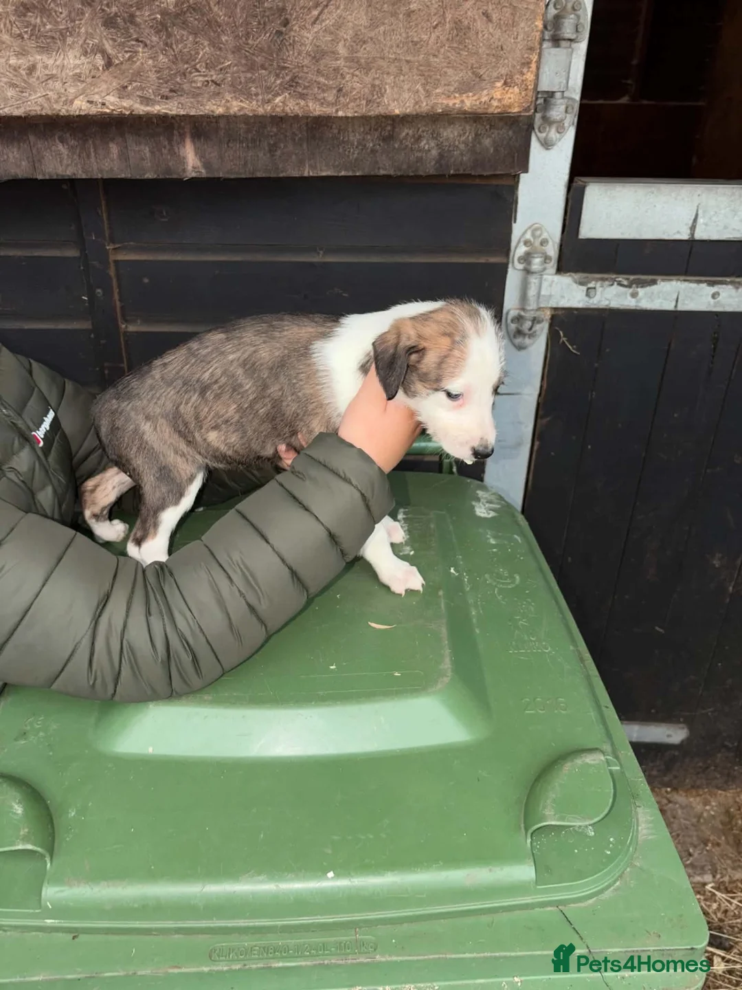 Mixed Breed dogs for sale: Collie whippet Bedlington greyhound puppies in Blackburn - Advert 2