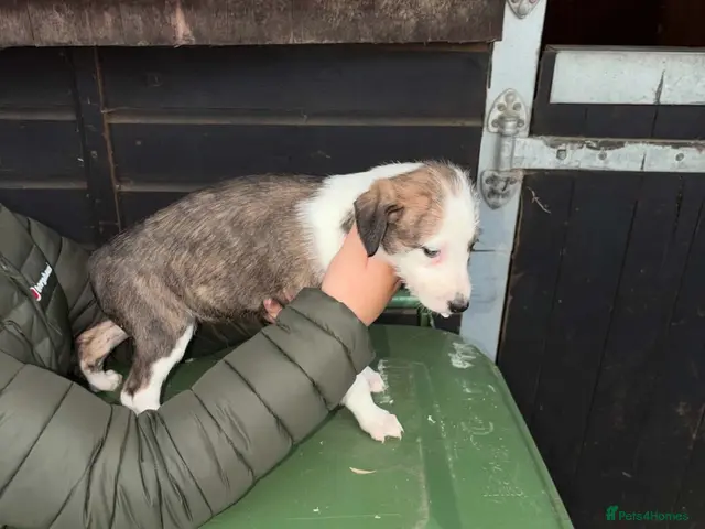 Mixed Breed dogs for sale: Collie whippet Bedlington greyhound puppies - Advert 2