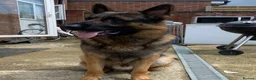 German Shepherd dogs for stud: German Shepherd in Wembley - Advert 6
