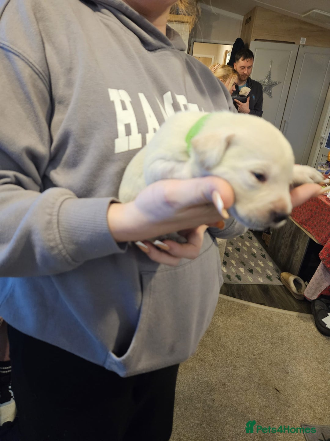 Labrador Retriever dogs for sale: Beautiful Labrador puppies for sale - Advert 5