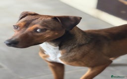 Mixed Breed dogs for adoption: Sweet Gomez looking for Love  - Image 4