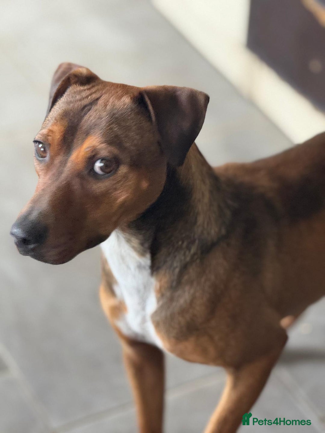 Mixed Breed dogs for adoption: Sweet Gomez looking for Love  - Image 4