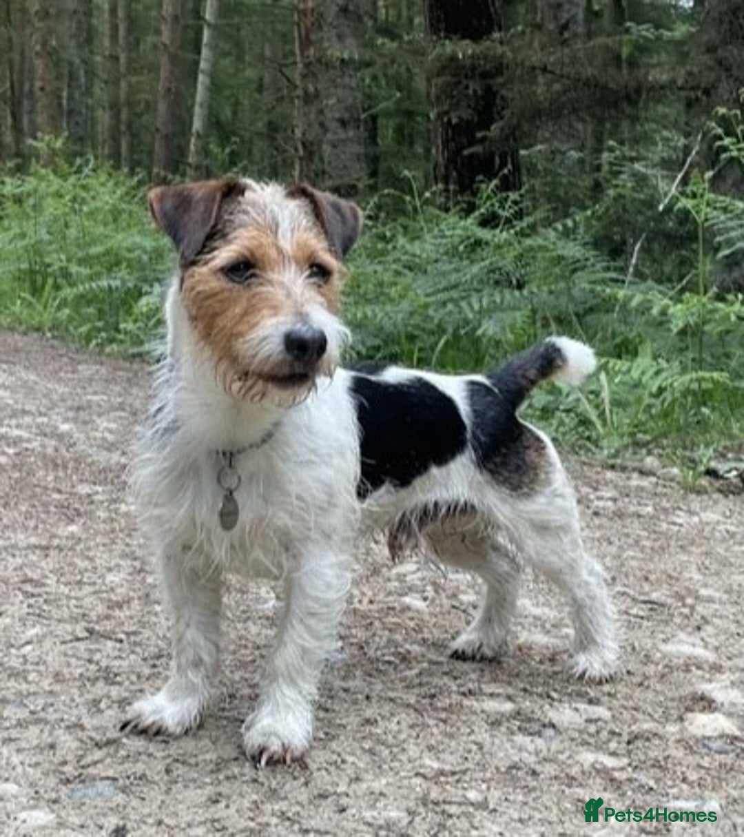 Jack Russell dogs for sale: Jack Russell - Wire Haired - Advert 2