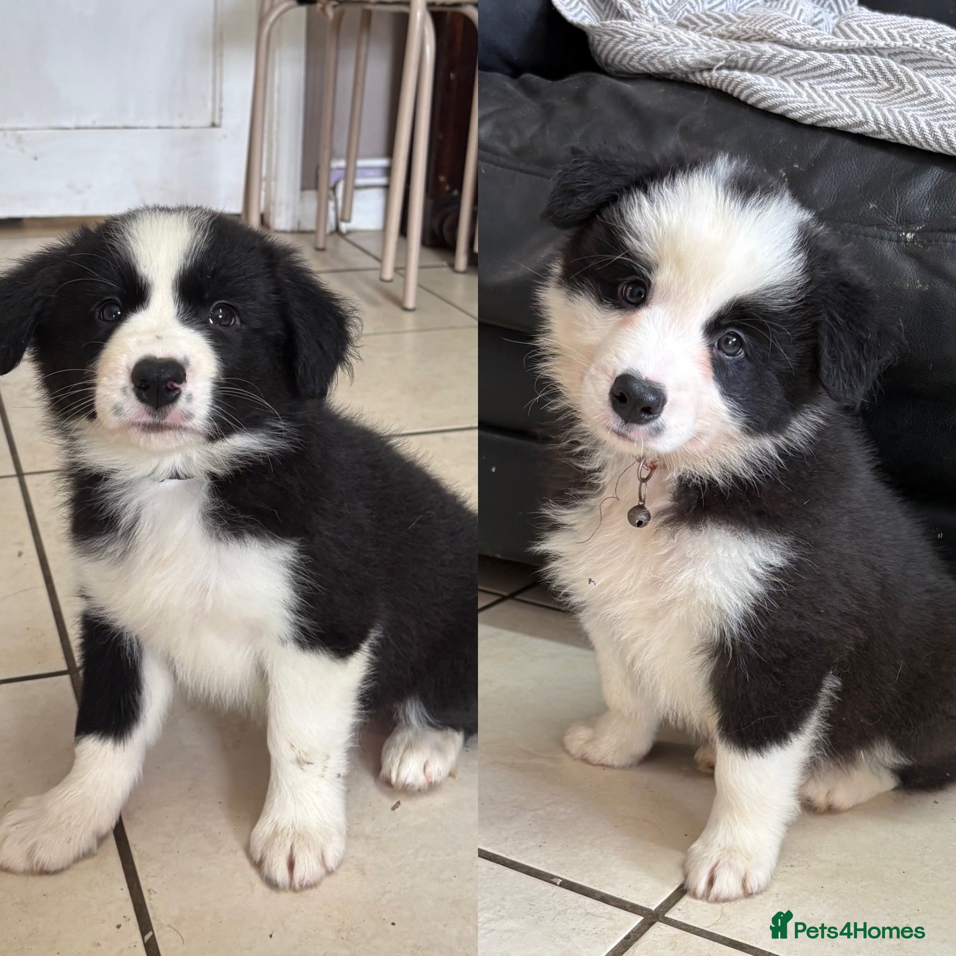 Border Collie dogs Gorgeous Seal & Black&White Border Collie Puppies  - Advert 1