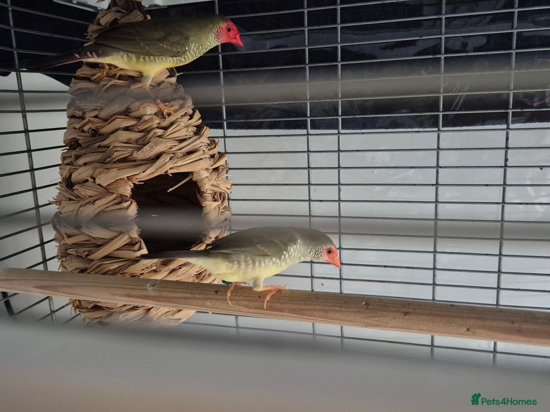 Finches birds for sale: Star /Red head finches  - Image 3